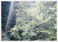 環境への取り組み 環境への取り組み